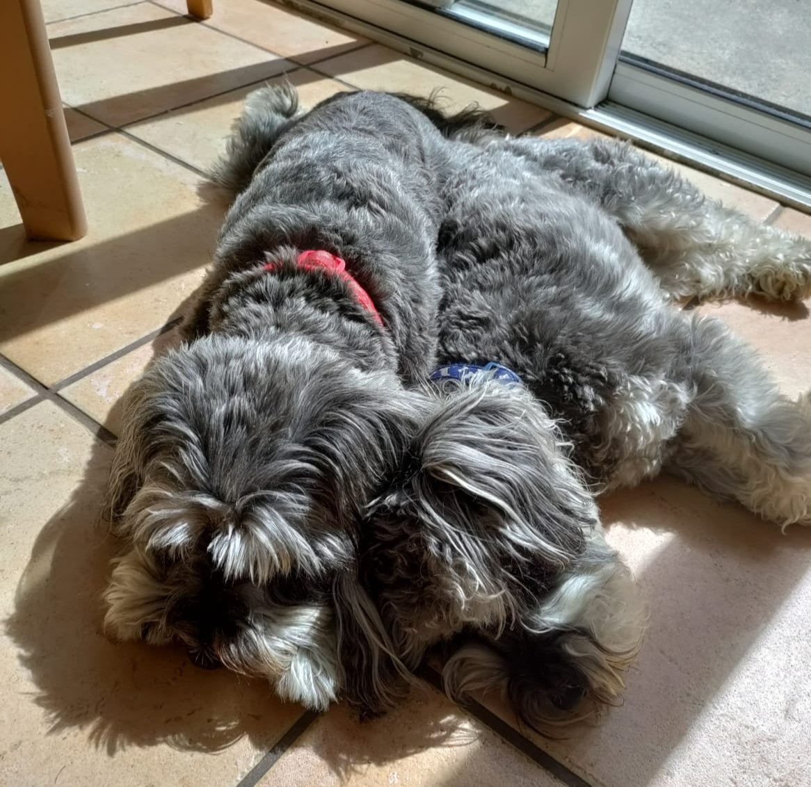 Just a couple of boys doing a bit of sun-puddling 
#Summer #dogs #SchnauzerGang #dogsoftwitter