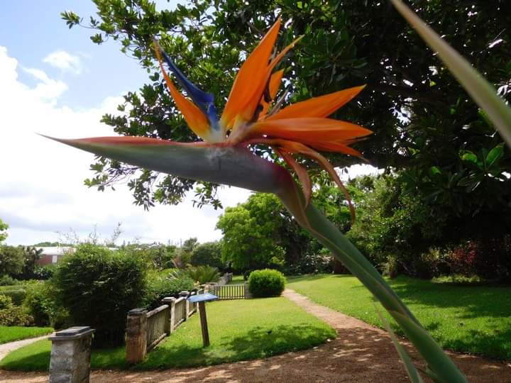 Mandma7's tweet photo. #haveaBermudafulday
#botanicalgardens
@BTAInsights @Bermuda https://t.co/4tj085Y4QX