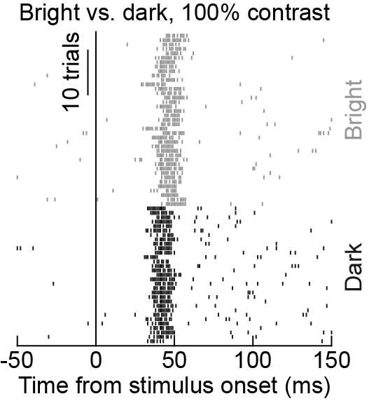 LGN and V1 prefer dark contrasts. In the SC, we see diverse preferences. But, irrespective of preference, SC neurons detect dark contrasts before bright contrasts. With <a href="/TatianaMalevich/">Tatiana Malevich</a> <a href="/TongZhang09/">Tong Zhang</a> <a href="/MatthiasPhilip6/">Matthias Philipp Baumann</a> &amp; Amar Bogadhi.

biorxiv.org/content/10.110…