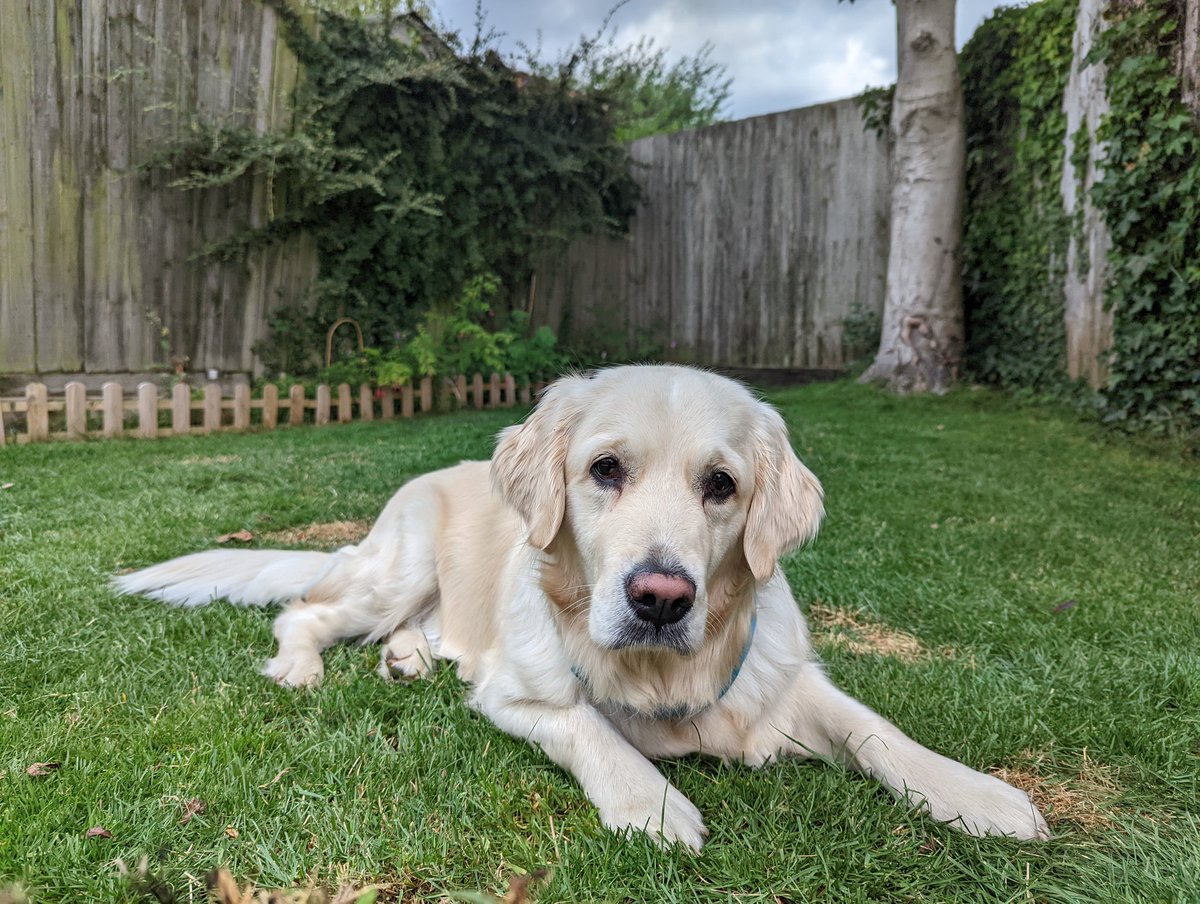 Lord_Dylz's tweet photo. A beautiful girl on a beautiful day! #GoldenRetriever https://t.co/Vuse0IZ2x3