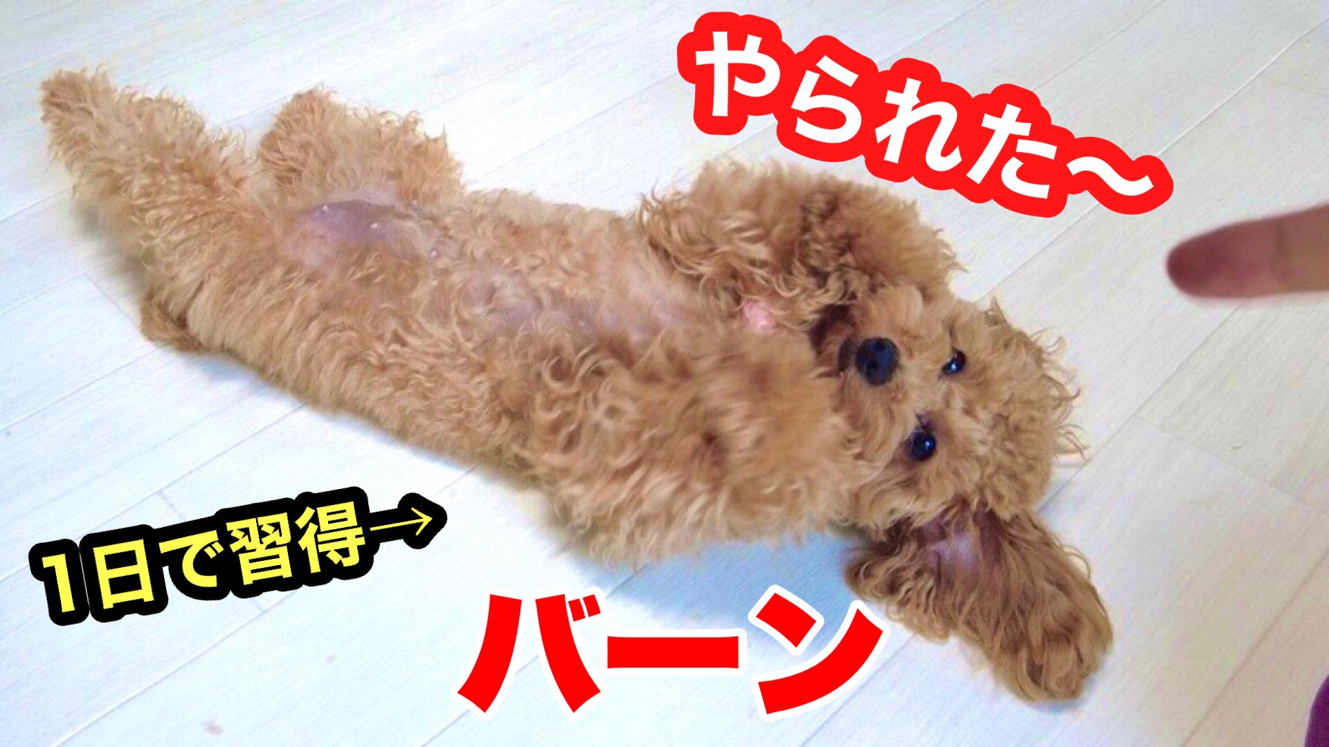 トイプードルのハルちゃんねる Haruchan Twitter