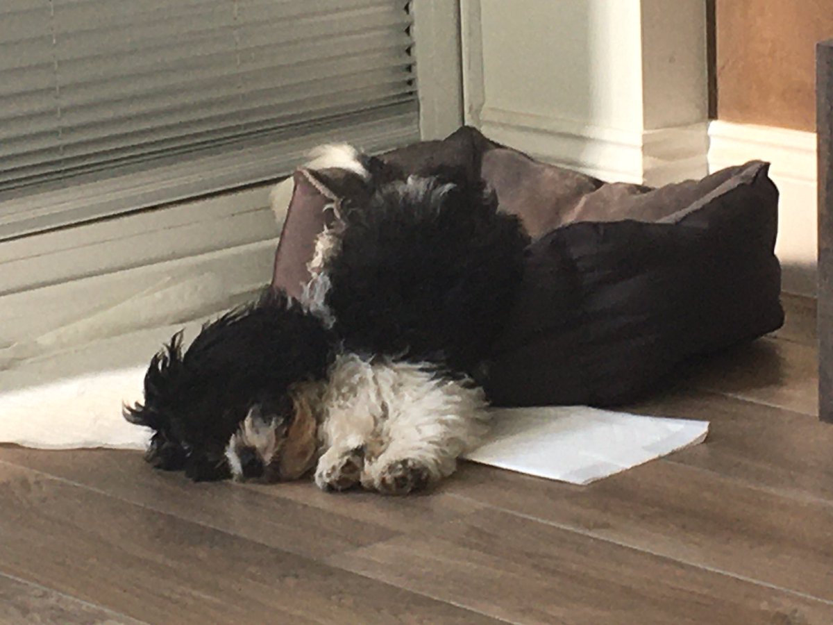 ValerieBarlow6's tweet photo. Honestly I’m FINE! #daftpuppy #sillypuppy #gettingcomfy #toohottoocold #perimenopausalpuppy #wallyslife 🖤🤍🐶🐾 https://t.co/tl9QEtIEDo