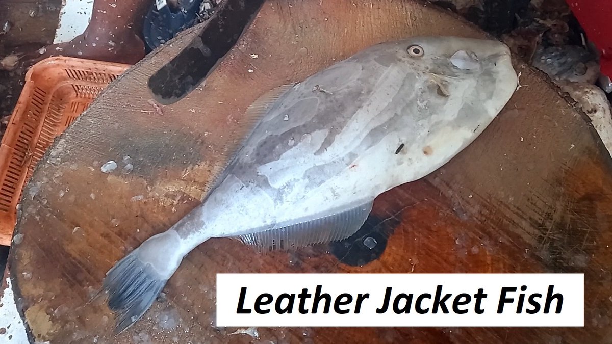 PaulK33039356's tweet photo. Leather Jacket Fish / Kilattimeen / Fish cutting
#fish #fishing #fishcutting #fishfillet #fishcleaning #FishingGirls #fishinglife #fishingaddict #fishingtrip #Fishingislife #fisheries #fisherman
https://t.co/knDgpOs9O9
Also visit us at https://t.co/VHcCAi9YvP https://t.co/6vdvQvGFv5
