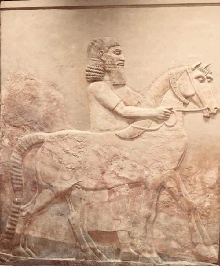 الخيل الملكيه الاشوريه في جداريه حجريه من مدينة وعاصمة سرجون الثاني دورشوكين
