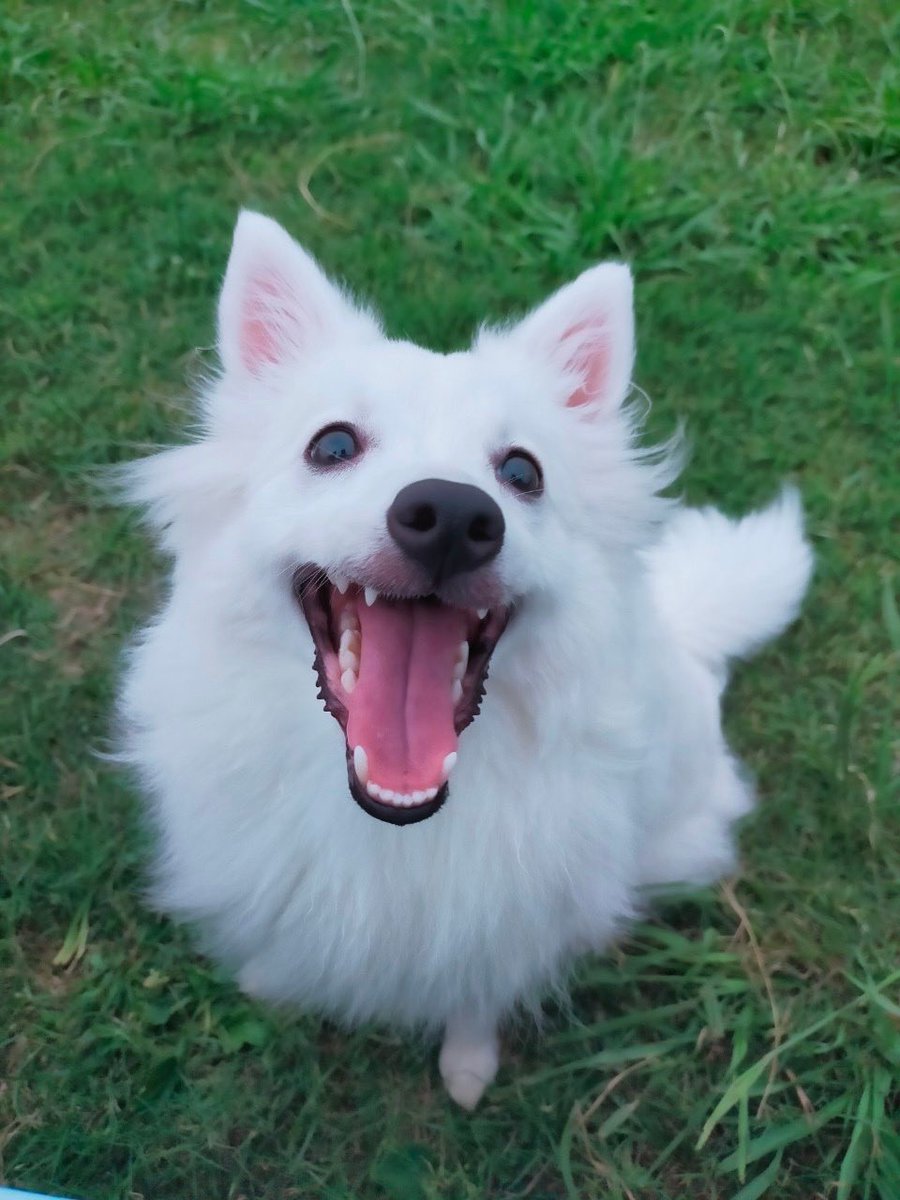 Fushi_theSpitz's tweet photo. 初ドッグランで笑顔の子犬👼 https://t.co/KKn47B2di2