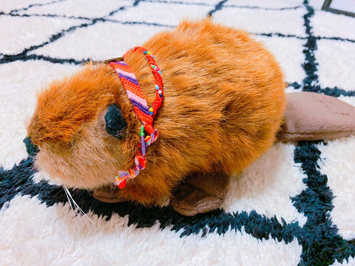 スーパービーバーちゃん Amazon.co.jp: SUPER BEAVER スーパービーバー