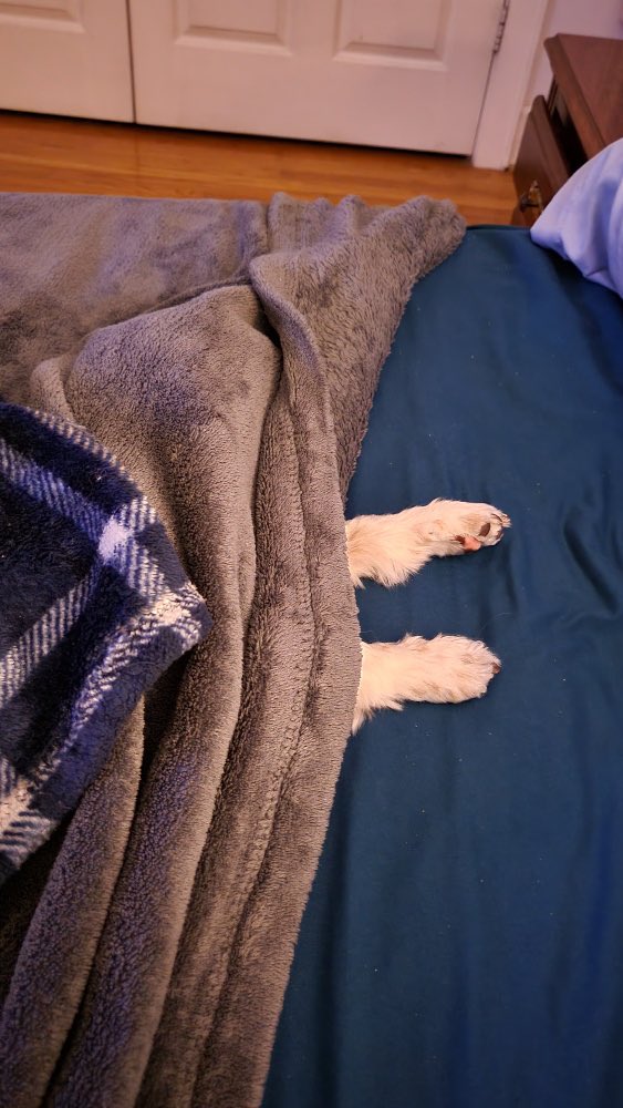 ugotdebbie's tweet photo. Hmmmmmโฆ.looks like another #SaturdaySleepIn.
#HanAndChewy https://t.co/98a4PTrhSu