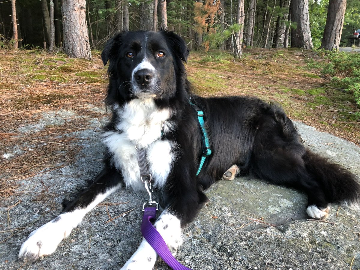 RalfMesenbrink's tweet image. It’s almost 8am &amp;amp; our border collie Lilli is looking for hike #2 &amp;amp; maybe a swim before breakfast  @KillarneyPark #EnergeticDog