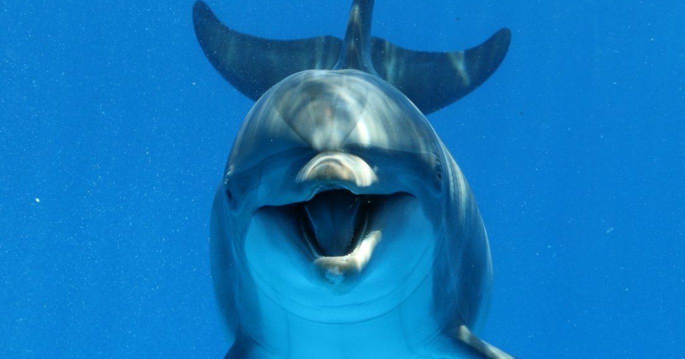 Crab Island Dolphin Tours (CrabTours) / Twitter