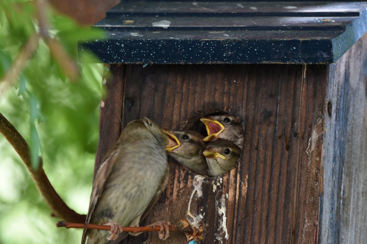 SPayton2016's tweet photo. Our homemade nesting boxes have been well used this year. #birdphotography #birdwatching https://t.co/t6GbJWH6HI
