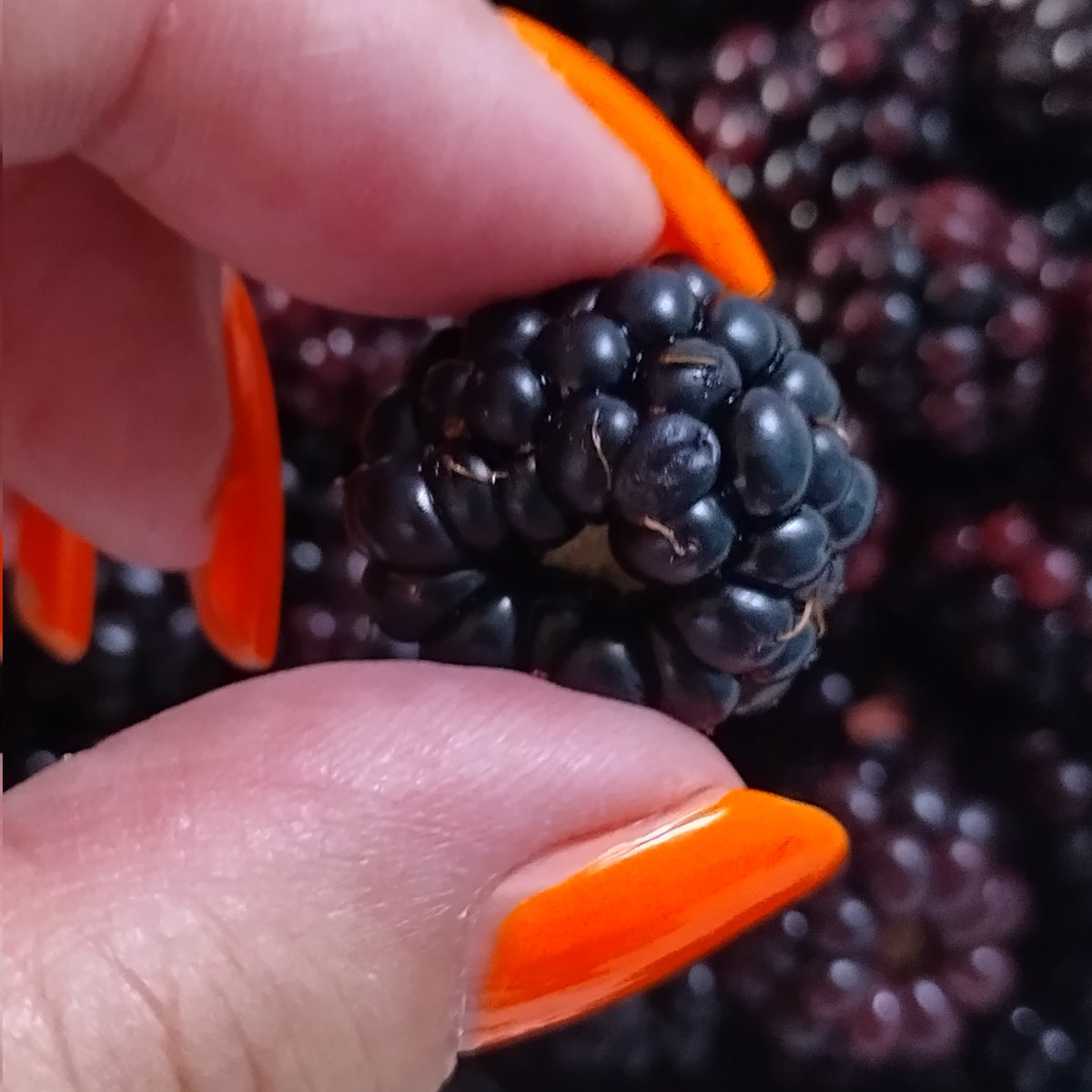 BookMinxSJV's tweet photo. Quick stomp down the #hanwellflight, across to #blackberrycorner and round #warrenfarmnr to set me up for another day of editing on the stoop. Not quite enough blackberries for a crumble, but definitely enough for a limited edition bottle of blackberry infused @HouseVirtueGin! https://t.co/ItiDO6VXVZ