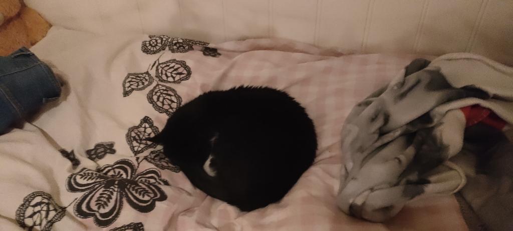 Kiki07891's tweet photo. @Kaykrae I go to bed late but wake up early😴

Btw here's some pictures of my cat (the black and white one), the grey cat is a wild cat that we feed cause we want to take him in.
Because up in the north it is pretty cold at winter, so the wild cats often don't survive. https://t.co/qY4dze8Eie
