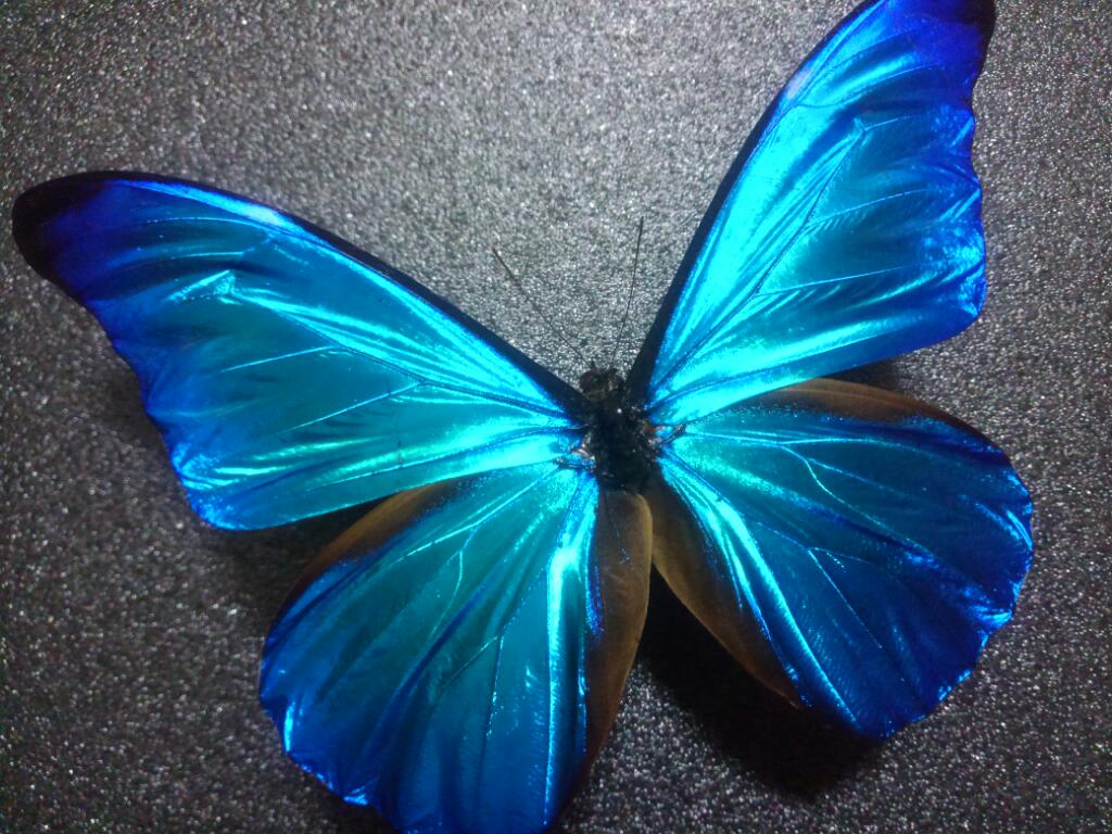 ごまたろう Salome Biii Ziii Biii Twitter ごまたろう Salome Biii Ziii Biii Twitter