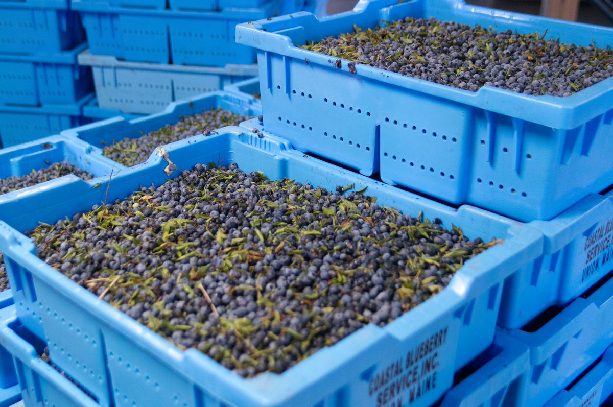 August in Maine is full of wild blueberries and so are many of our wines and spirits at Sweetgrass.  Stop in for a tasting at our tasting rooms in Union or Portland.

<a href="/wildblueberries/">The Caviar of Maine</a>
#drinklocal #wildblueberryweekend #mainelife #visitmaine #visitportland