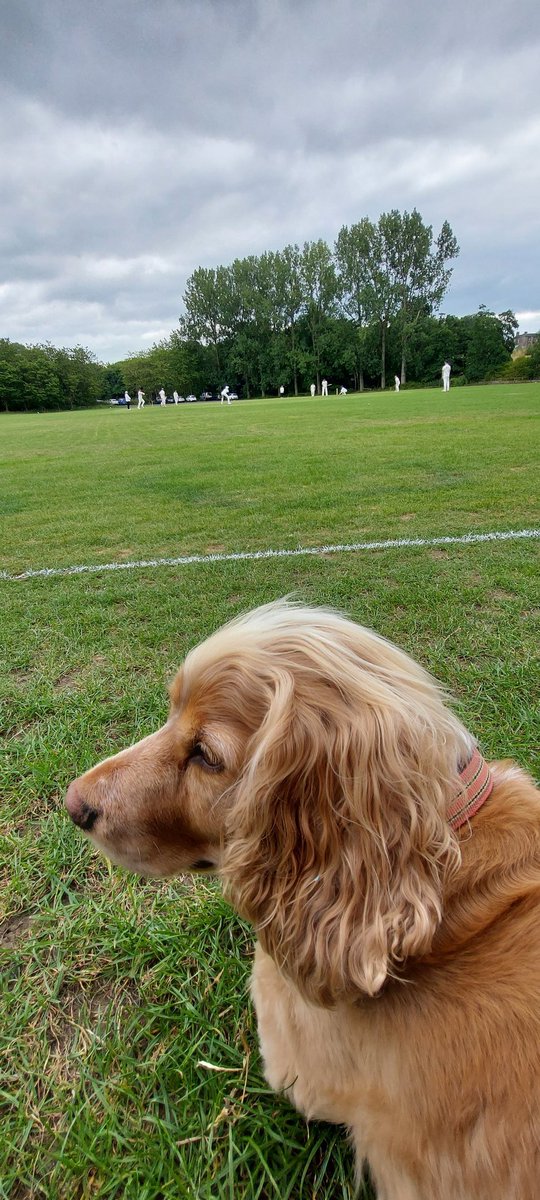 Bruce_Meek's tweet photo. @dogsatcricket Ludlow not impressed with the openers at @PenistoneCC https://t.co/0uhLmDbVm9
