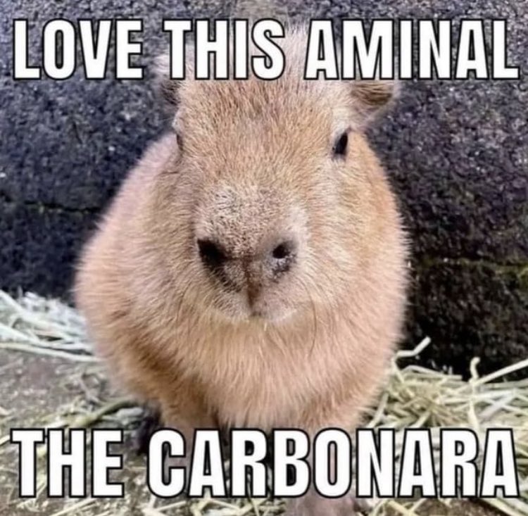 CapybarasForLife (@capys_for_life) on Twitter photo 
