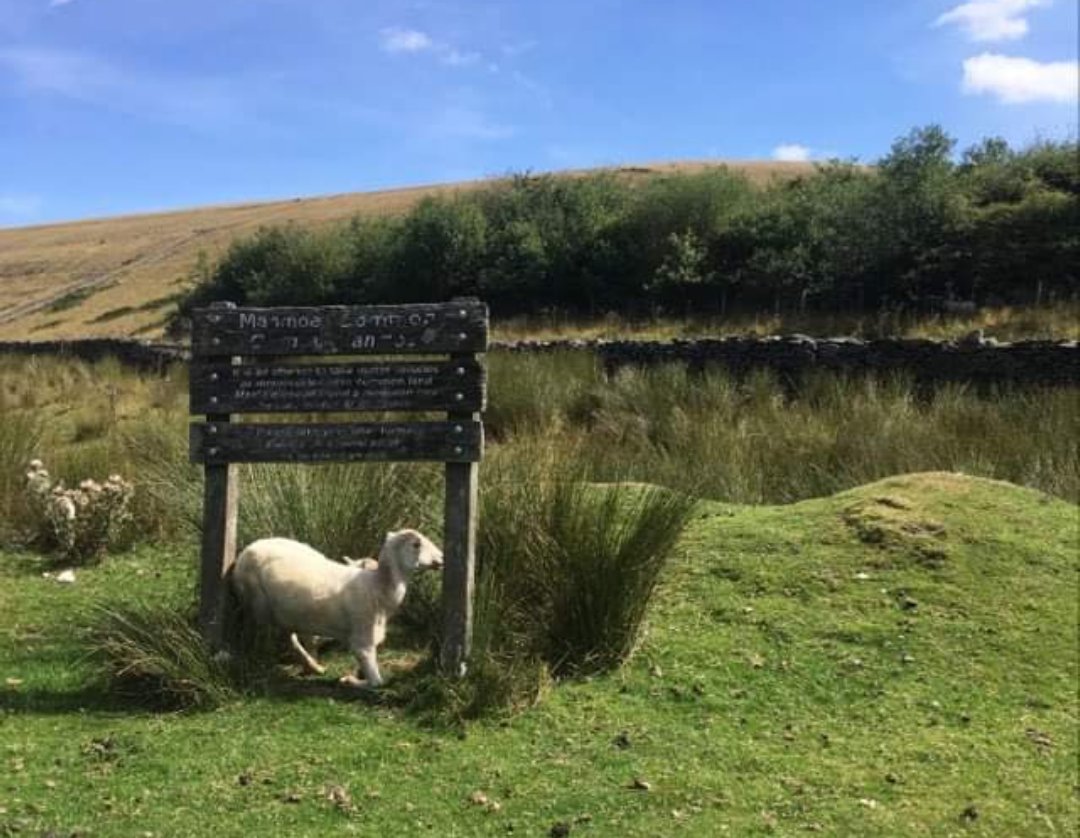 DrJulianHunt's tweet photo. Brilliant to be back #running long distances in the South Wales Valleys - Even while the climbs are tough. #RunningDad #Valleys #SouthWales #SouthWalesValleys #UKRunChat #Oakdale #Manmoel #ManmoelCommon https://t.co/Abx6lQx4vN