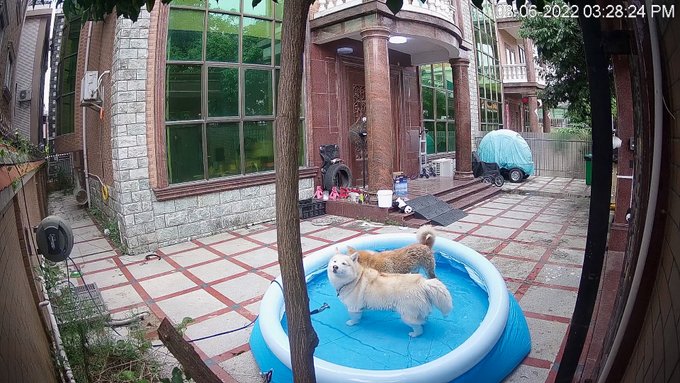 "Vicious bear drowns wolf!" (No seriously this is Momo's favorite dog pool game with husbeard- getting