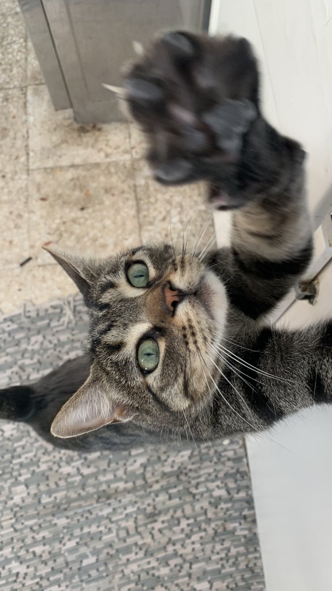 o meu gatinho desapareceu na zona de Paço de Arcos há cerca de 3 semanas! 
Se alguém tiver alguma informação, por favor mande mensagem!! 
É muito mansinho e o nome dele é Lucky. 
Agradecia que pudessem partilhar.