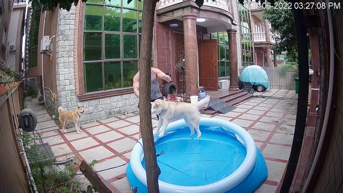 "Vicious bear drowns wolf!" (No seriously this is Momo's favorite dog pool game with husbeard- getting