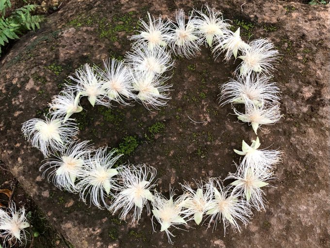 大温室のtwitterイラスト検索結果 大温室のtwitterイラスト検索結果