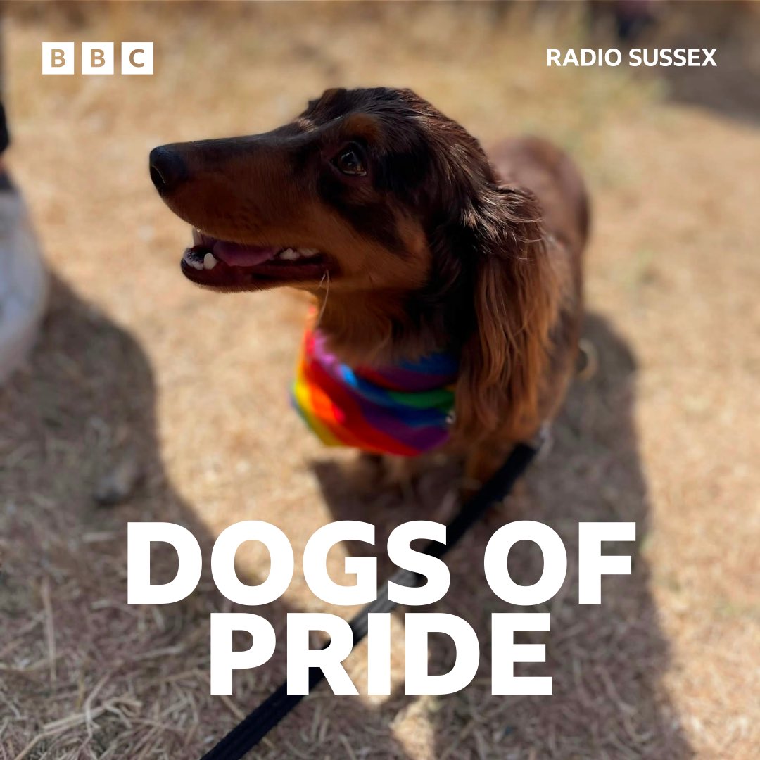 BBCSussex's tweet photo. We love #DogsOfPride β€οΈ This one has caught our eyes! #BrightonPride https://t.co/Ryyput7xtH