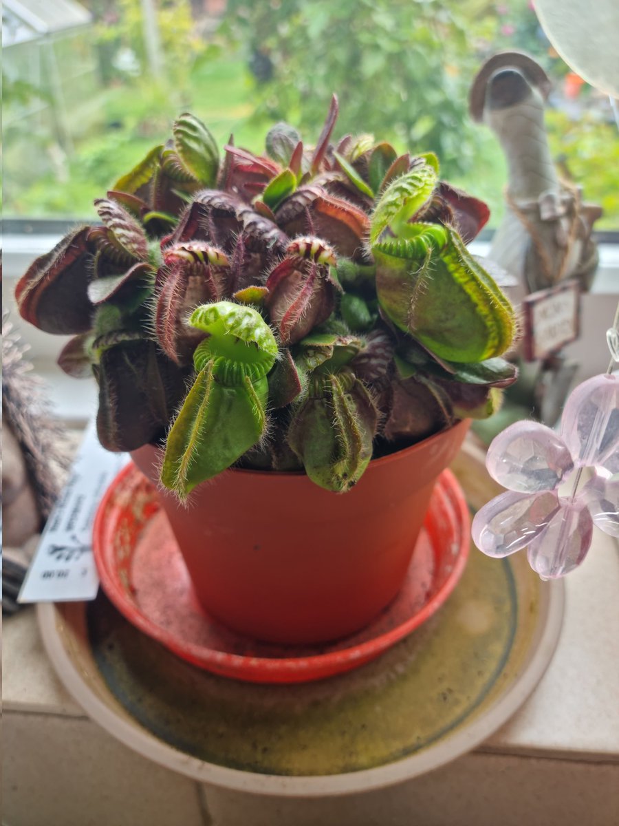 <a href="/WWickedPlants/">Wacks Wicked Plants</a> <a href="/Dougthegardener/">Doug Stewart</a> visited this morning, purchases are settled along with my pride and joy from the <a href="/RHSHarlowCarr/">RHS Harlow Carr</a> flower show in June. Great place, wonderful people and a lovely crazy dog.