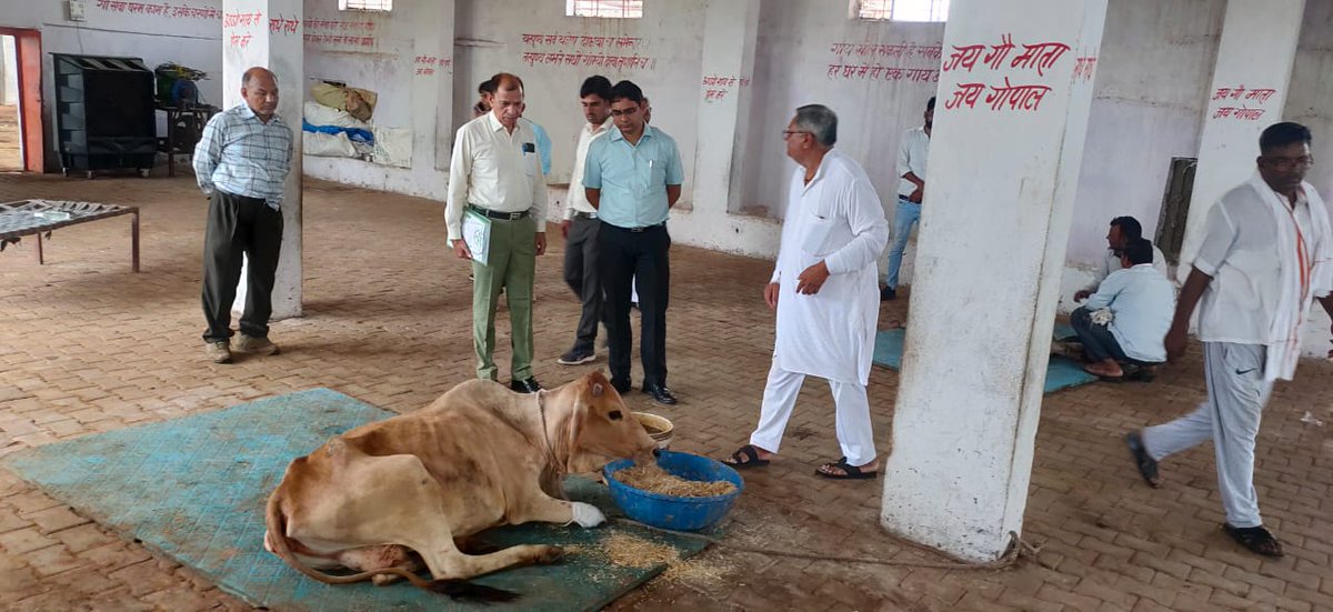 DmKarauli's tweet photo. #जिला कलेक्टर अंकित कुमार सिंह ने किया गौशाला का निरीक्षण, #पशुपालन विभाग के #अधिकारियों एवं #संचालकों को दिए #लंपी स्किन डिजीज के संबंध में आवाश्यक दिशा निर्देश! @RajCMO @ashokgehlot51 @DIPRRajasthan @rameshmeena63 @AshokChandnaINC @LakhanSinghMLA https://t.co/7E81VkhWod