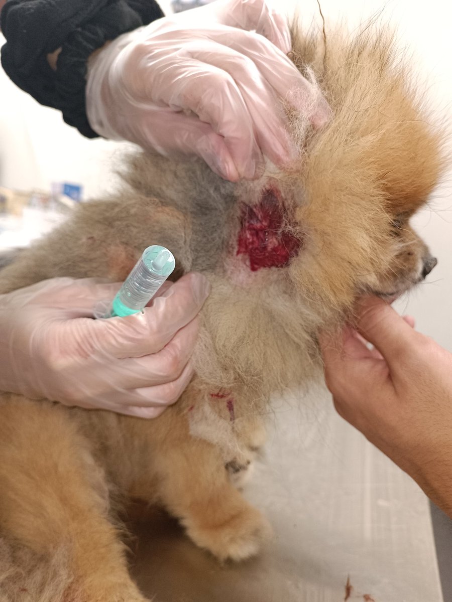 Christi62391588's tweet photo. Estimado @ajuntamentelx , anoche un perro grande, al que paseaban sin correa ni bozal por Altabix, atacó al mío, causándole una perforación que necesitó de sedación y puntos. Mi madre en estado de shock y ante la evasiva de los culpables apenas pudo conseguir... https://t.co/ipK0W4Mv0R