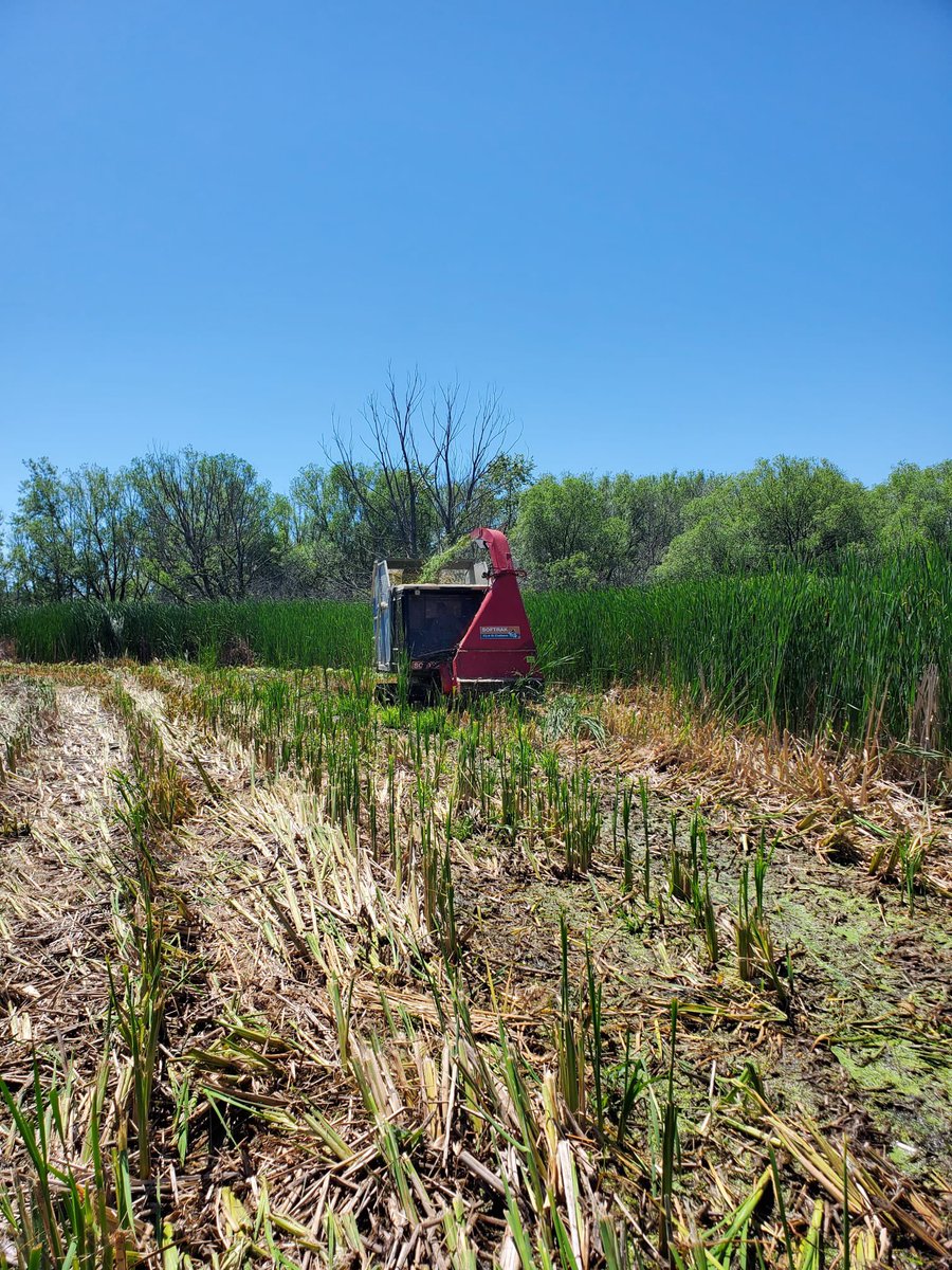 loglogic_uk's tweet photo. Loyhola university in action on Cheboygan marshes Michigan USA this is a trail on controlling invasive species, cattail and phragmites. https://t.co/1sCb7EugYw