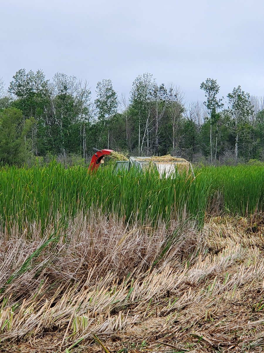 loglogic_uk's tweet photo. Loyhola university in action on Cheboygan marshes Michigan USA this is a trail on controlling invasive species, cattail and phragmites. https://t.co/1sCb7EugYw