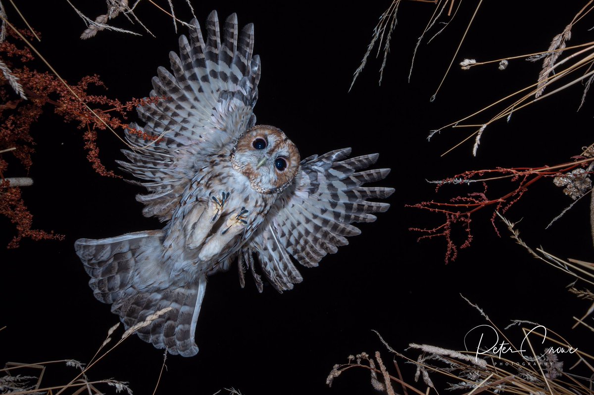 PeterCrowe4's tweet image. Coming in for the kill!