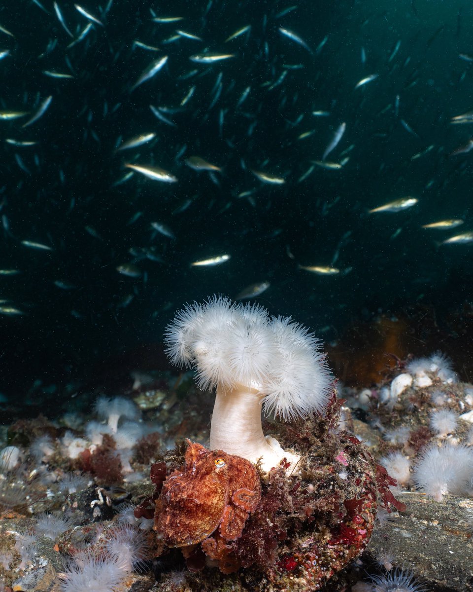 So well camouflaged I didn’t even spot it when taking this image! 🐙 #Octopus #BBCWildlifePOTD @ScotlandTBP