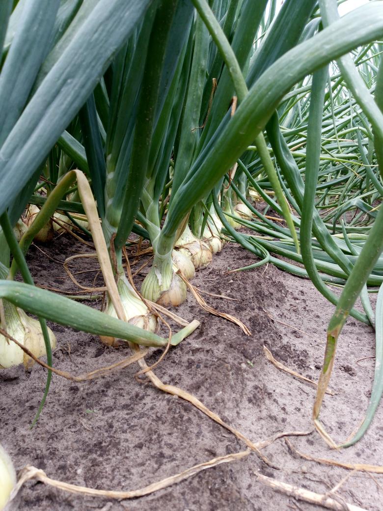 Laatste keer beregenen van deze blok uien. Dat is de vraag....beginnen te strijken nu. Komende week mh erop.