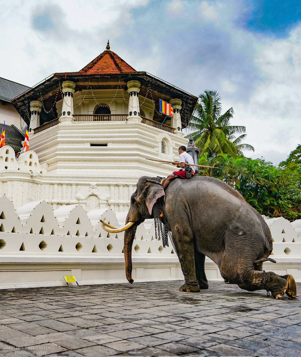 ThilinaKalu's tweet photo. Kandy Esala Perahera 🇱🇰🙏

#CameraLK #LKA https://t.co/EteNZCgCfY