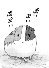 明日の更新、モルモットのモルちゃん回🐹! 