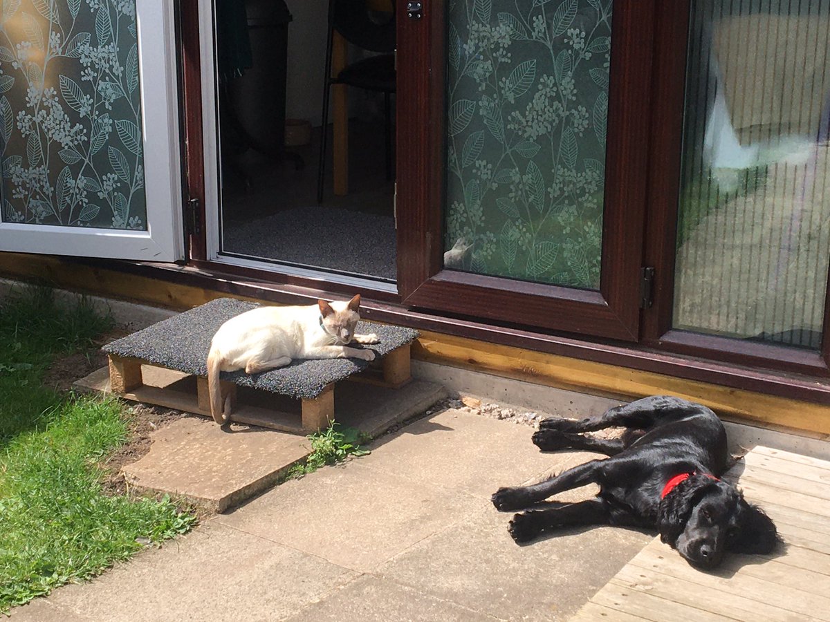 Diablo_Siamese's tweet photo. …#CabinLife #LifeWithFriends #DaygenWorkingCockerSpaniel #LilacBaby @jolenehunter #CatsOfTwitter #catsofinstagram https://t.co/AxJ4V6wX1g