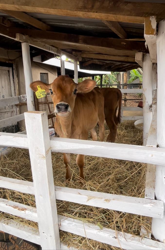 NATIONAL ANIMAL GENETIC RESOURCES CENTRE &DATABANK tweet media