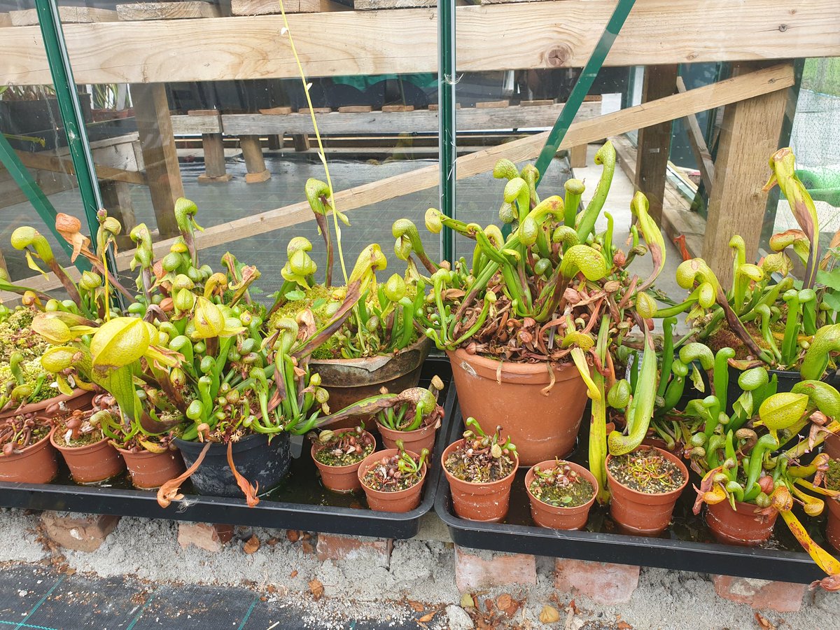 Amazing open day at <a href="/WWickedPlants/">Wacks Wicked Plants</a> 
So many beautiful &amp; interesting #carnivorousplants 😍
And yes I added to my collection
