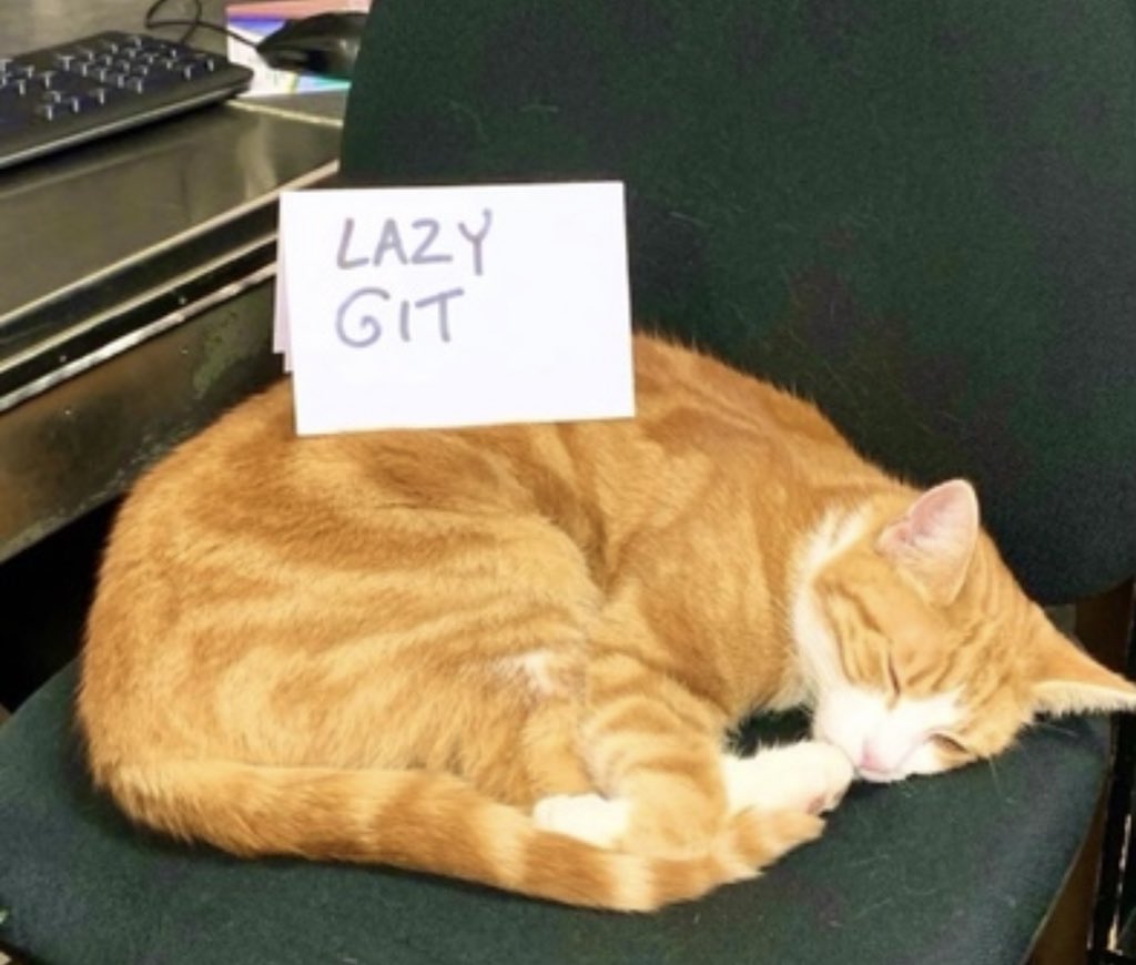 TheStourbridge's tweet image. I think someone has miss spelt “His Royal Handsomeness” 🐈

#cats #CatsOfTwitter #CatsofTwittter