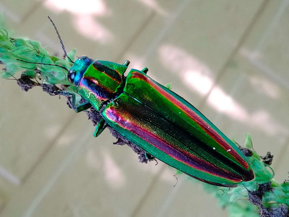 iAt6XS8s9s4V1yU's tweet photo. とてもゴージャスなお客様 / Very gorgeous customer.
#ヤマトタマムシ
#宝石
#Jewelbeetle
#jewelry
#メタリック
#metallic
#sparkling
#キラキラ
#Visitors
#kawaii
#luckybug
#縁起がいい
#イングリッシュガーデン
#Englishgarden
#オープンガーデン
#Opengarden
https://t.co/Y0oXcljI2Q https://t.co/QeWAe64EX4