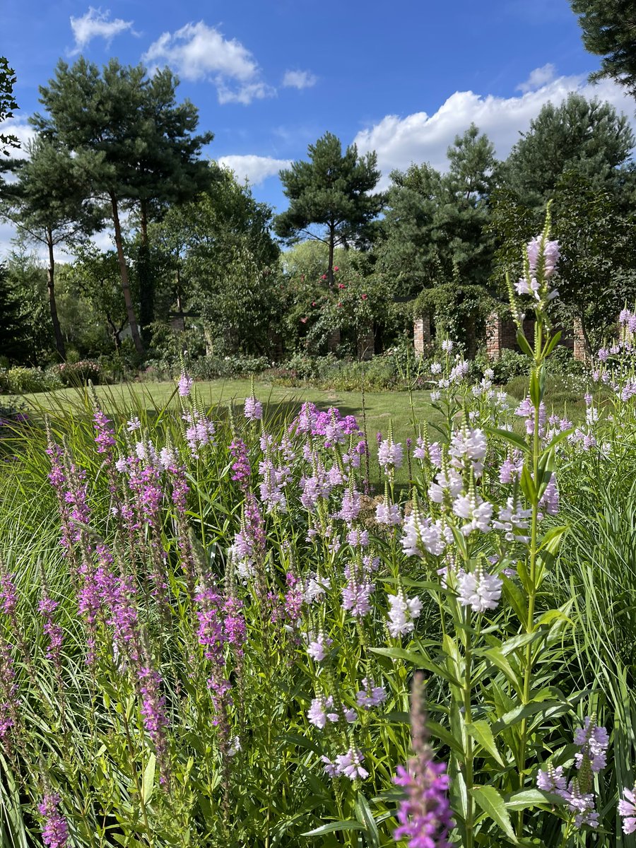 AndrzejUejciec's tweet photo. Odętka wirginijska w towarzystwie krwawnicy pospolitej #lythrum #physostegia #ogrod #byliny https://t.co/MuhdZIWrWq