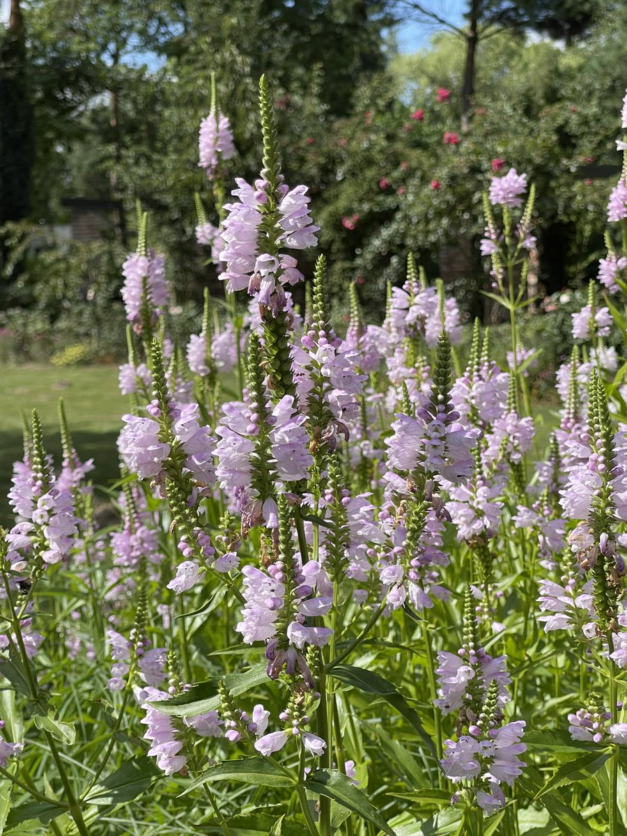 AndrzejUejciec's tweet photo. Odętka wirginijska w towarzystwie krwawnicy pospolitej #lythrum #physostegia #ogrod #byliny https://t.co/MuhdZIWrWq