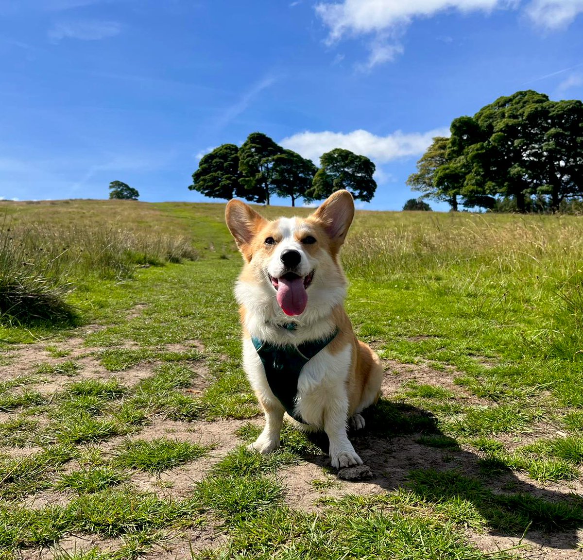 SgtBabbit's tweet photo. I’ve been doing a bit less personal art recently, but I’ve been filling that time with going on little hikes with this goober instead. It’s making my soul feel good ❤️ https://t.co/u2ESRmIJ4F
