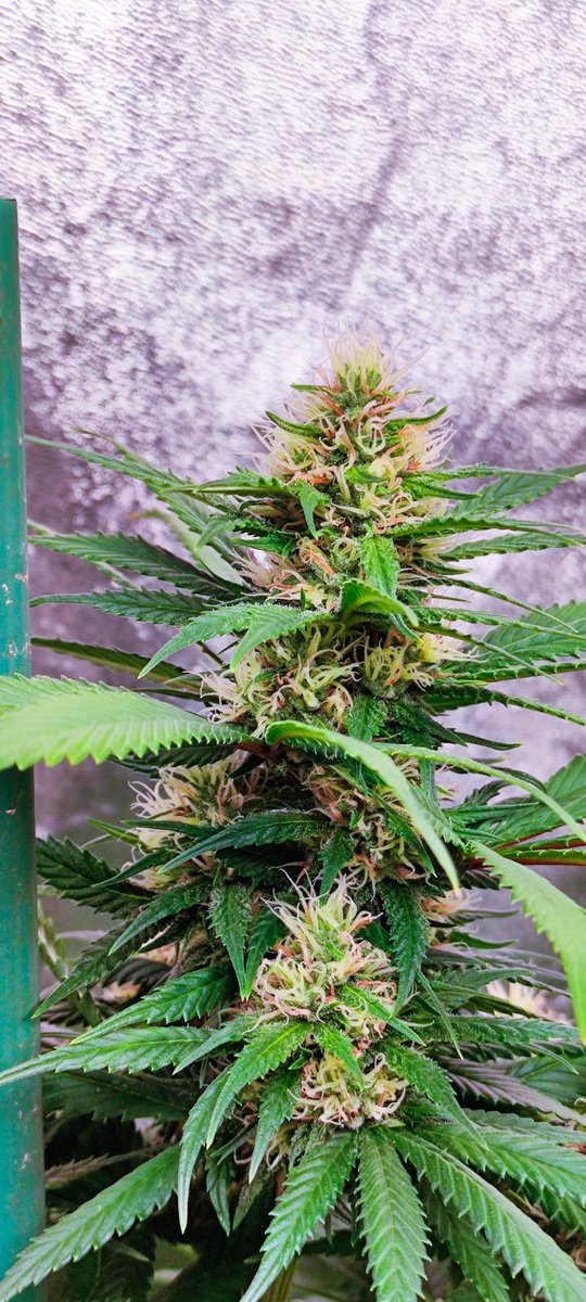 Biotops Biz tweet media