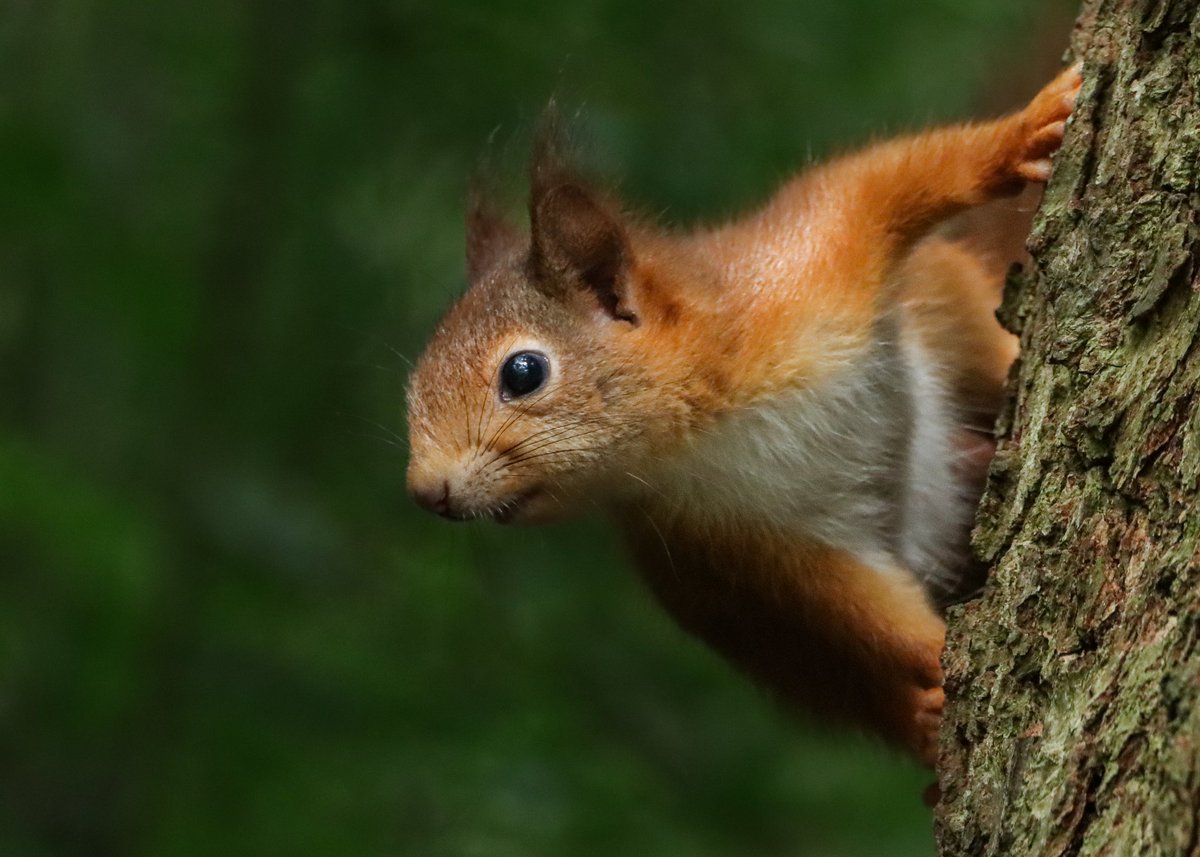 The next generation of Anglesey red squirrels