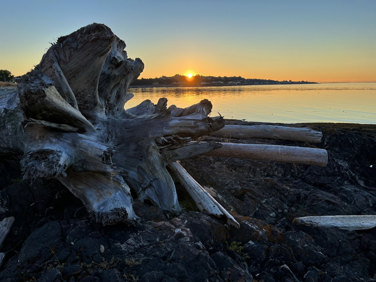 Ann Horvat tweet media