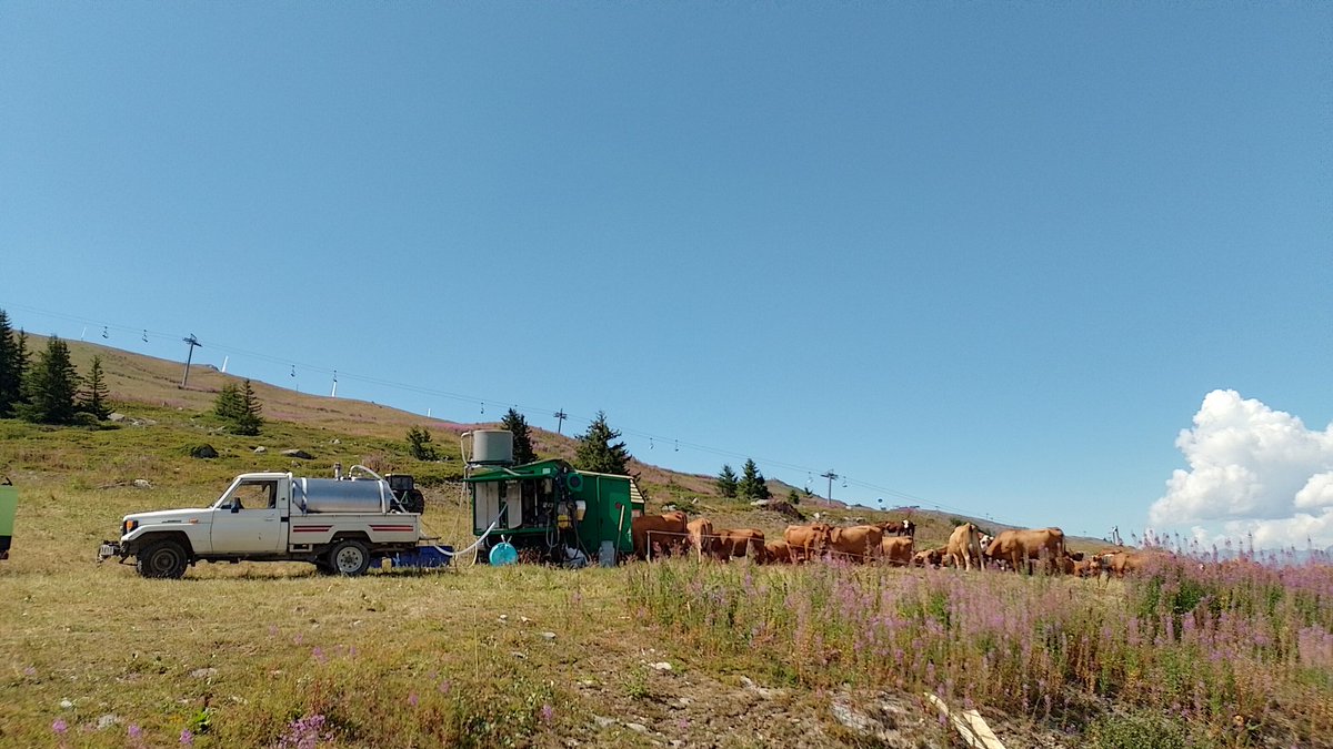 Munyint vaques a 2.000 m. als Alps