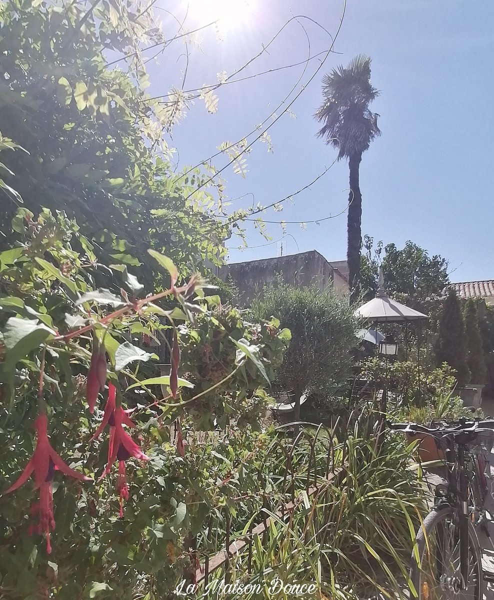 lamaisondouce17's tweet photo. Belle journée ensoleillée😎
avec vue sur notre jardin !!🌴
A très vite..
contact@lamaisondouce.com
https://t.co/AVVTm849jY
#iledere #ilederé #garden #quiteplace https://t.co/WqYTsSif2P