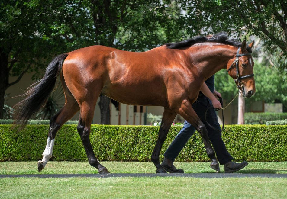 coolmorestud's tweet photo. Killybegs Warrior (SAXON WARRIOR) records a second career victory with a four length win at @NewmarketRace for @Johnston_Racing and owner M Doyle. Bred by @GlashareS. 
#CoolmoreSires #HomeOfChampions https://t.co/3eneJBqnnH
